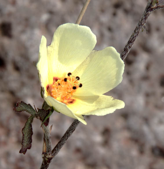  Hibiscus coulteri