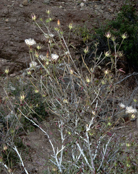  Hibiscus coulteri