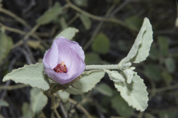  Hibiscus denudatus Bentham