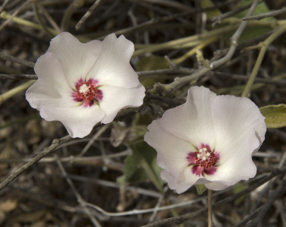  Hibiscus denudatus Bentham