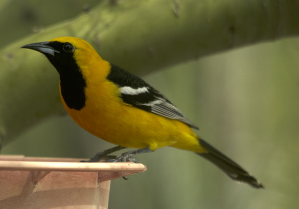  Hooded oriole (male)