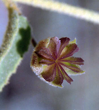  Horsfordia alata