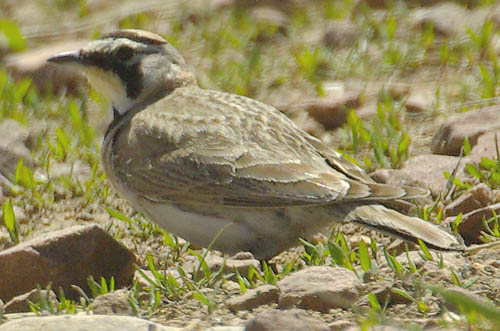  Horned lark (male)