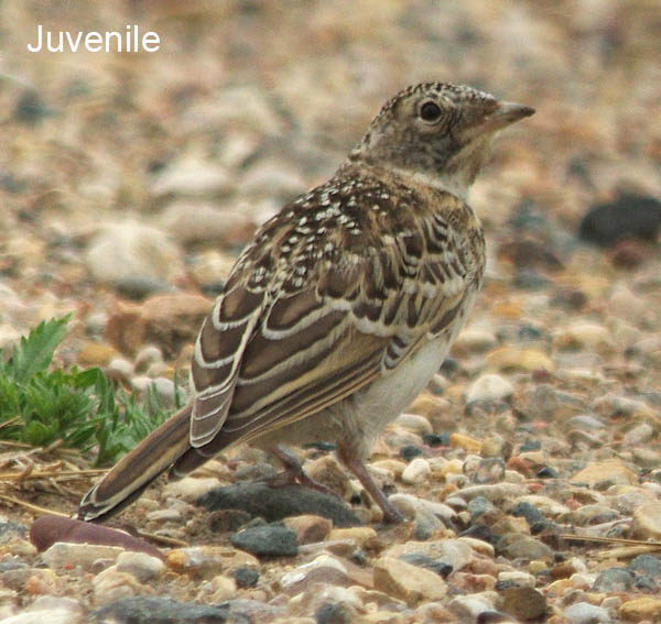  Horned lark (male)