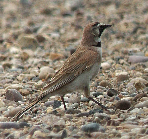  Horned lark (male)