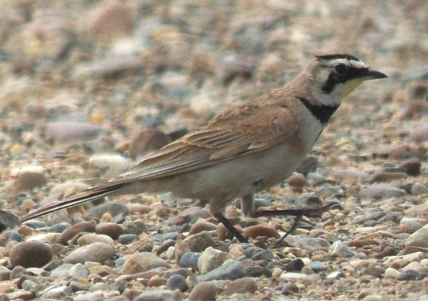  Horned lark (male)