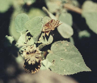  Horsfordia newberryi