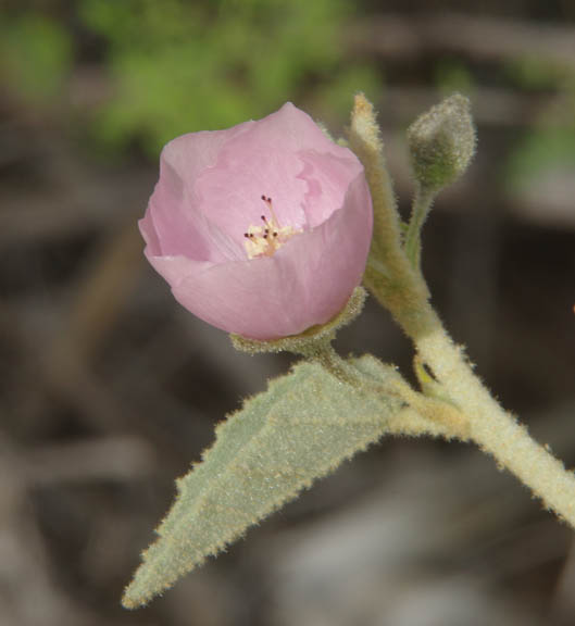  Horsfordia alata