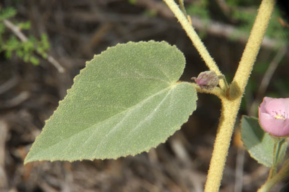  Horsfordia alata