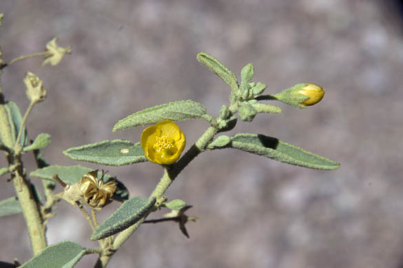  Horsfordia newberryi