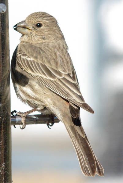  House finch (female)