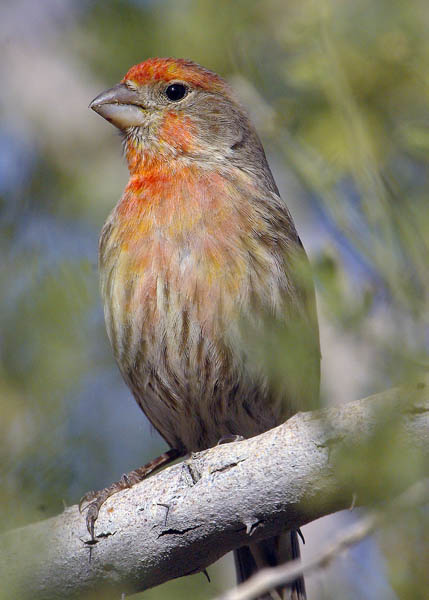  House finch (male)