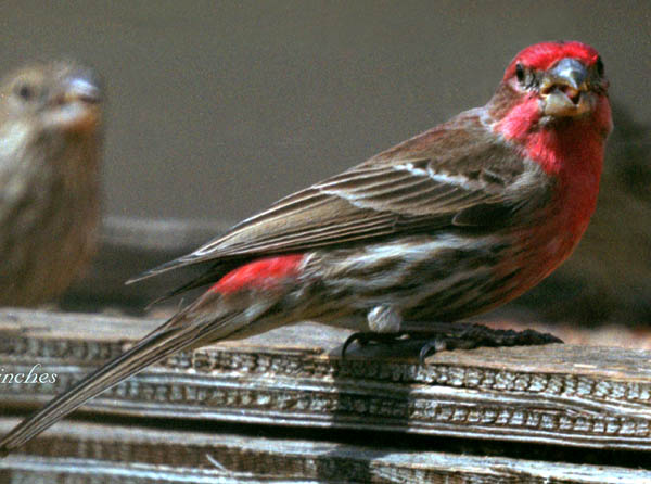  House finch (male)