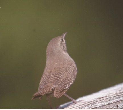  House wren