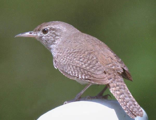  House wren