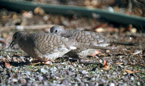  Inca dove