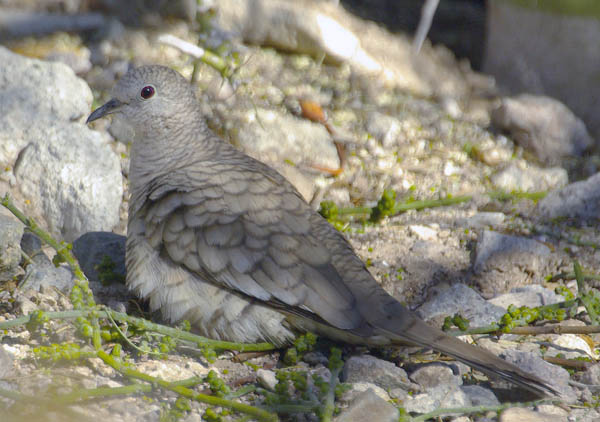  Inca dove