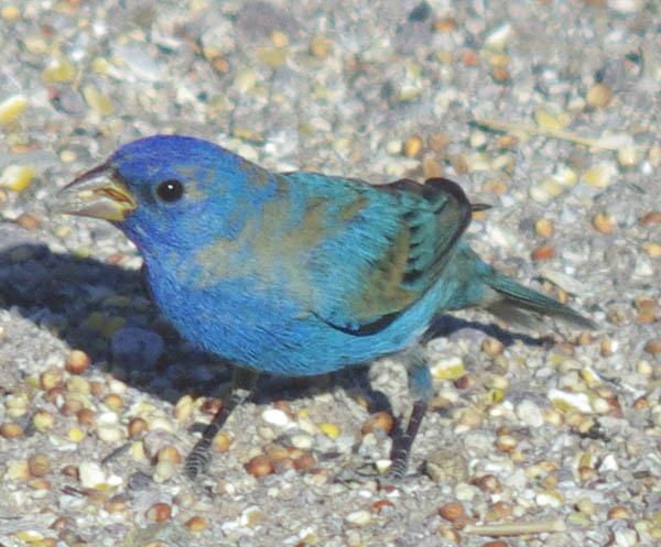  Indigo bunting