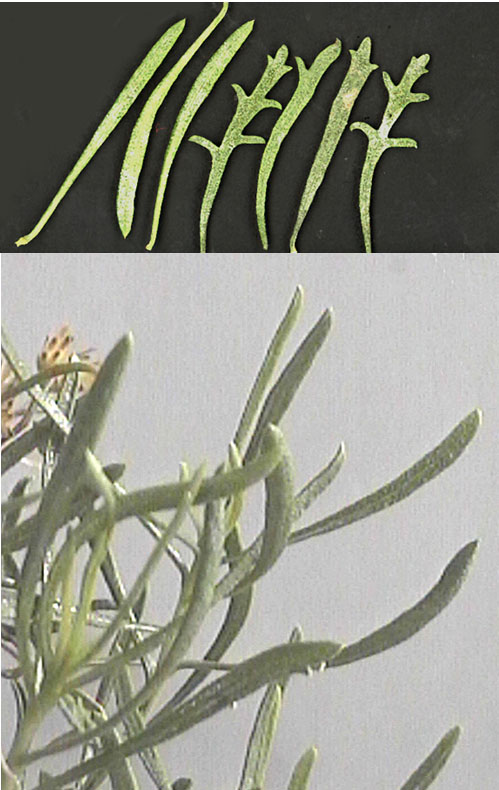  Isocoma acradenia var. acradenia