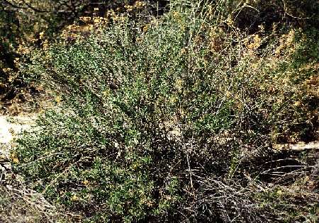  Isocoma acradenia var. acradenia