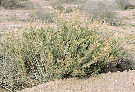  Isocoma acradenia var. acradenia