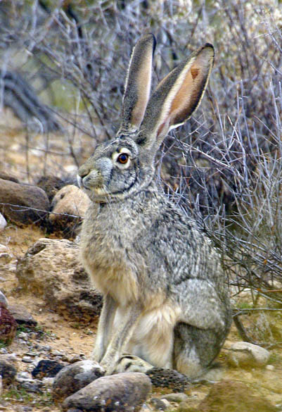  Black-tailed jackrabbit