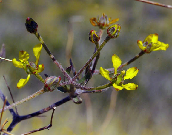  Cottsia gracilis