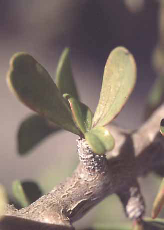  Jatropha cuneata