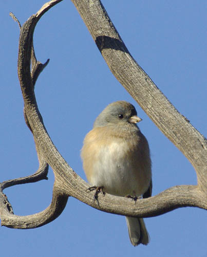  Dark-eyed junco