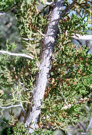  Juniperus arizonica