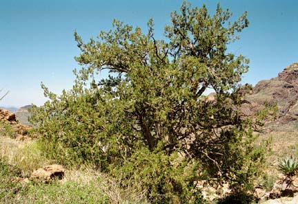  Juniperus arizonica