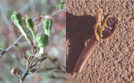  Justicia californica