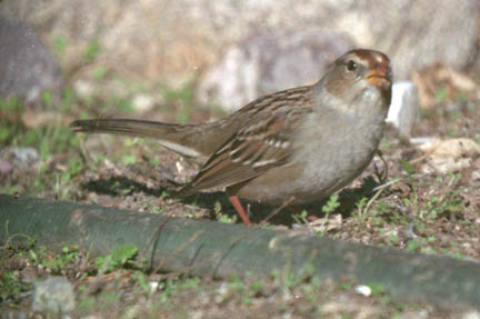  White-crowned sparrow (juvenile)