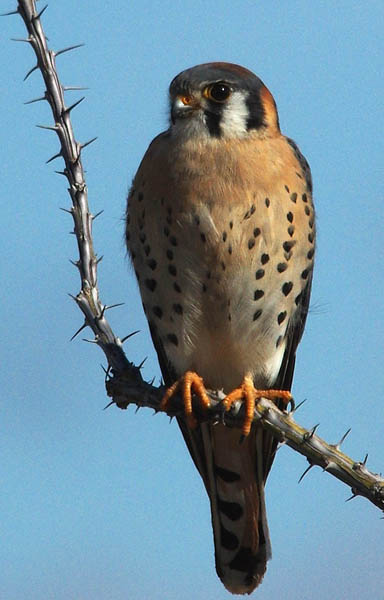  American kestral (male)