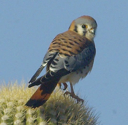  American kestral (male)