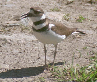  Killdeer