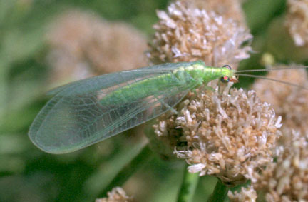  Chrysopa sp. 