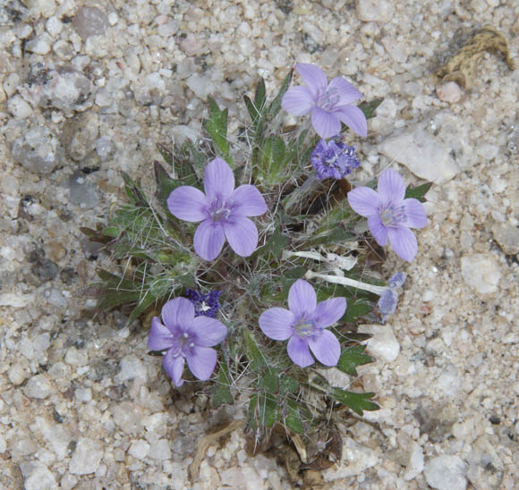  Langloisia setosissimum