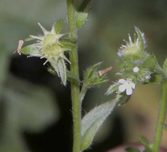  Lappula occidentalis var. stricta (S.Watson) S.J.Rolfsmeier