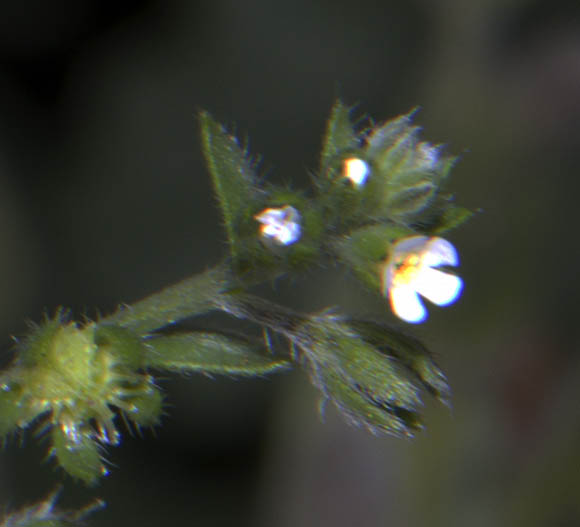  Lappula occidentalis var. stricta (S.Watson) S.J.Rolfsmeier