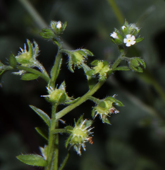  Lappula occidentalis var. stricta (S.Watson) S.J.Rolfsmeier