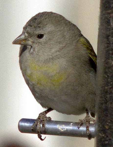  Lawrence's goldfinch (female)