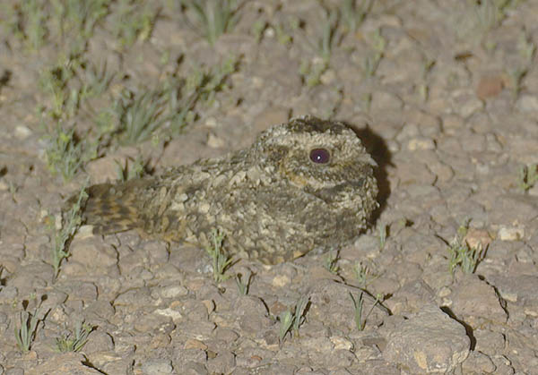  Lesser nighthawk