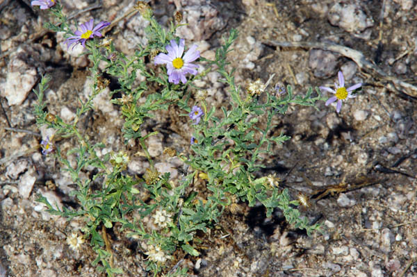  Leucosyris arizonica (B.L.Turner & D.B.Horne) Pruski & R.L. Hartmann