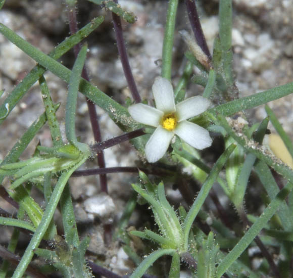  Linanthus jonesii (A.Gray) Greene