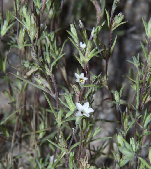  Linanthus jonesii (A.Gray) Greene