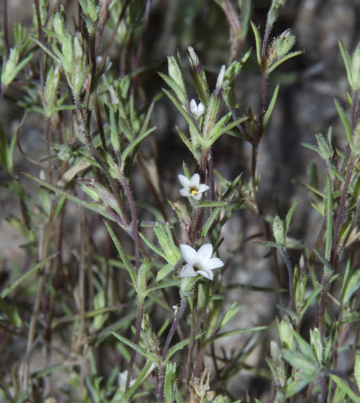  Linanthus jonesii (A.Gray) Greene