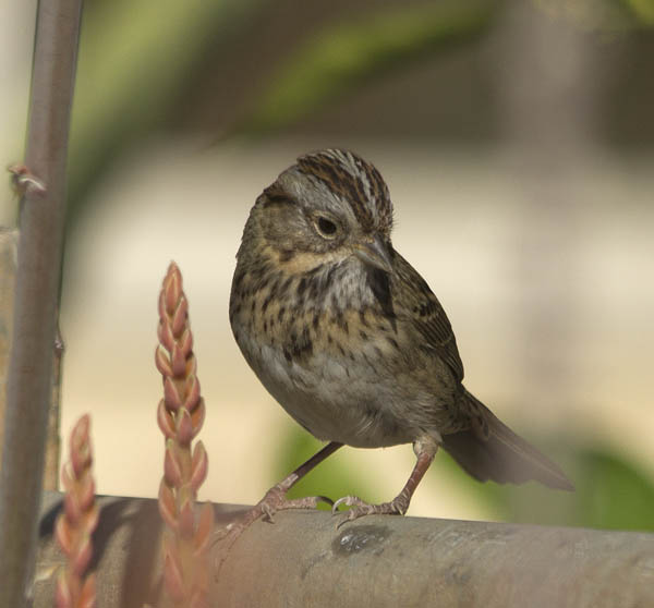  Lincoln's sparrow