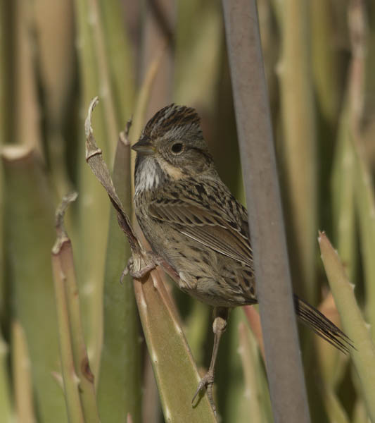  Lincoln's sparrow