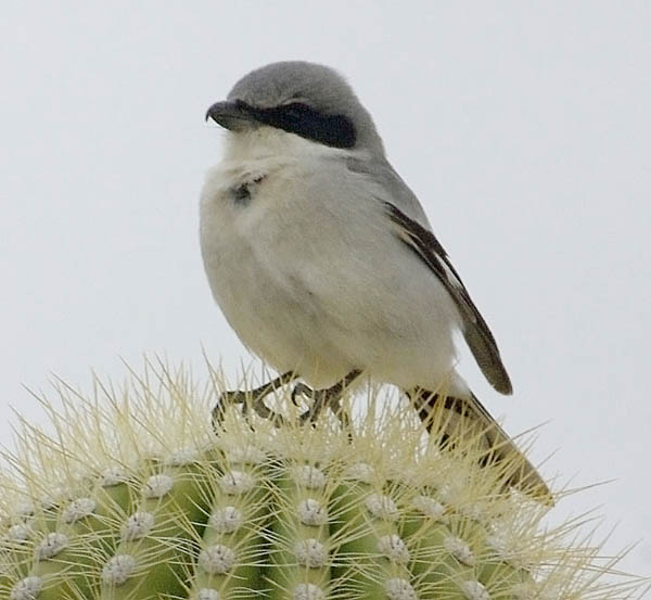  Loggerhead shrike